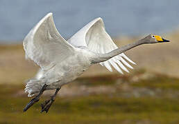 Whooper Swan