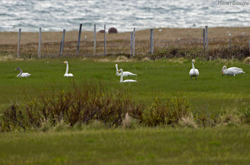 Cygne chanteur