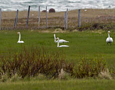 Cygne chanteur