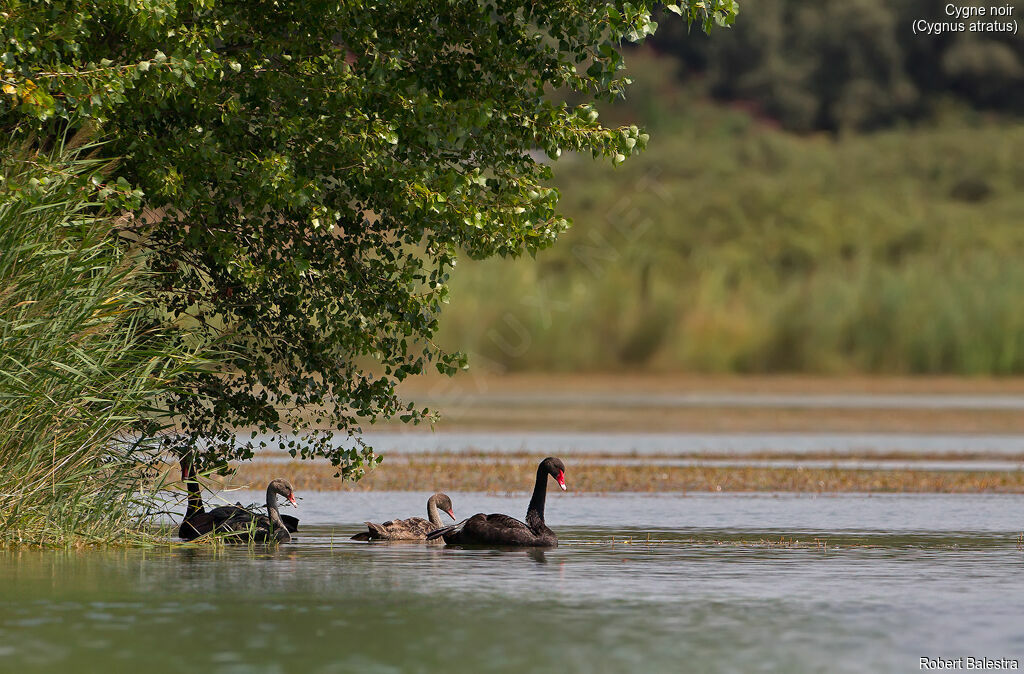 Cygne noir