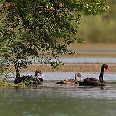 Cygne noir