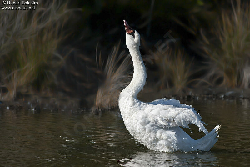 Cygne tuberculé