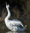 Cygne tuberculé