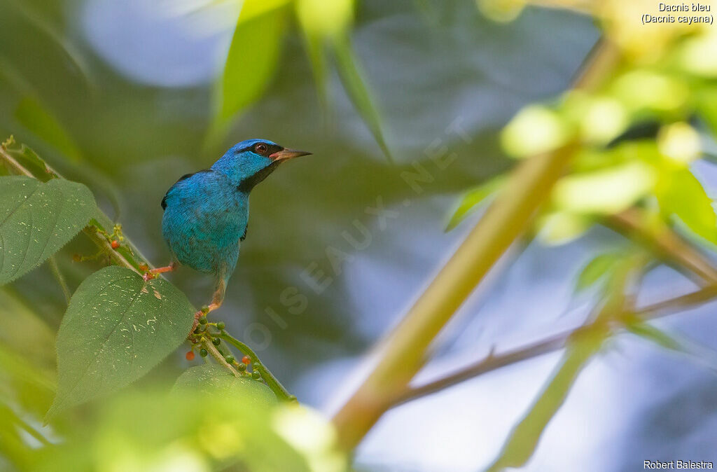 Dacnis bleu