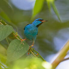 Dacnis bleu