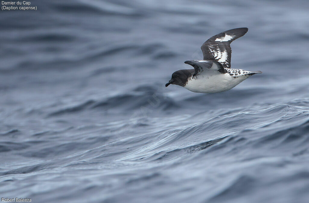 Cape Petrel