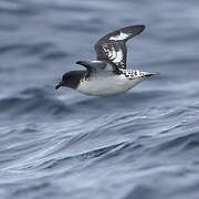 Cape Petrel