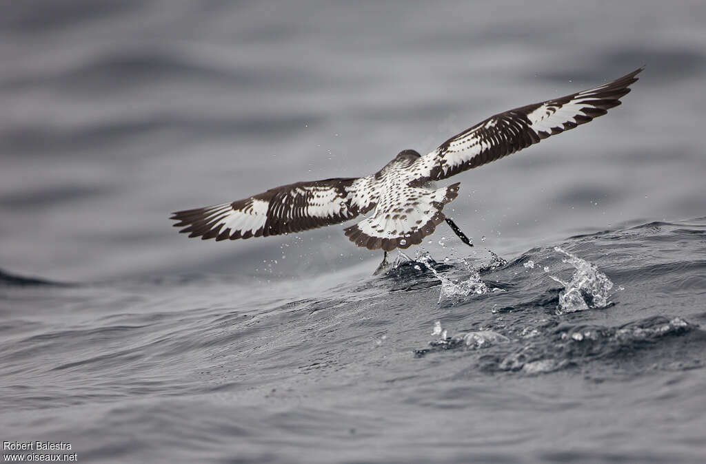 Cape Petreladult, fishing/hunting