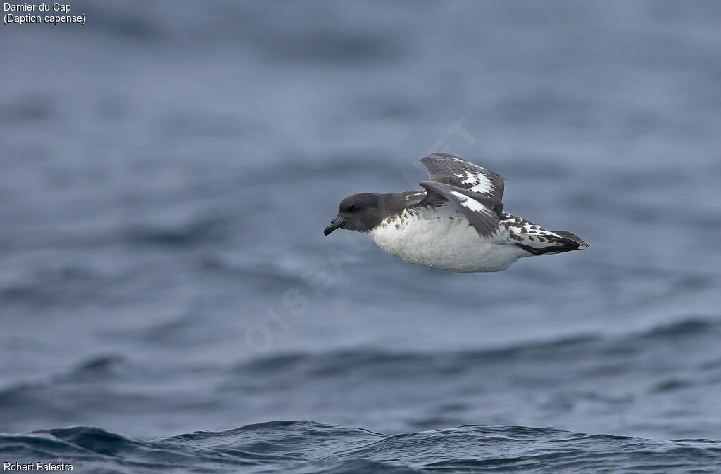 Cape Petrel