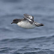 Cape Petrel