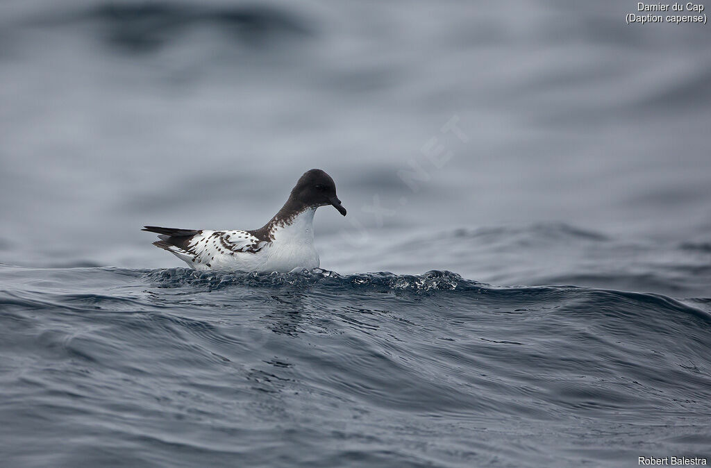 Cape Petrel