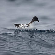 Cape Petrel