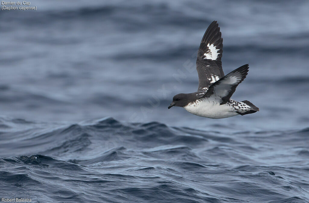 Cape Petrel