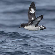 Cape Petrel