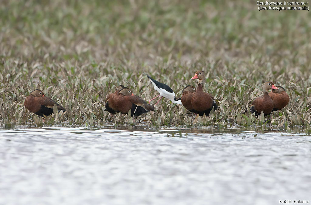 Black-bellied Whistling Duck