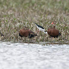 Dendrocygne à ventre noir