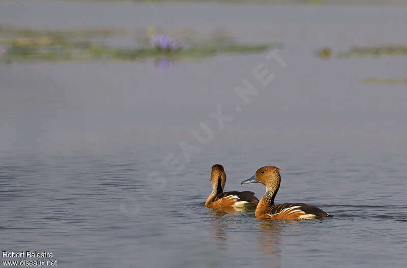 Fulvous Whistling Duckadult, swimming