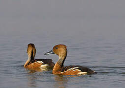 Fulvous Whistling Duck