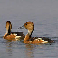 Dendrocygne fauve