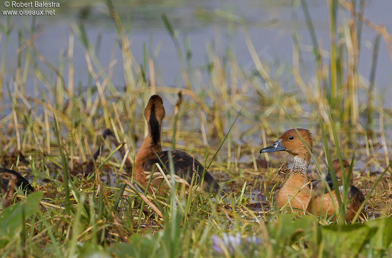 Dendrocygne fauve