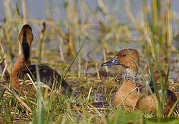 Fulvous Whistling Duck