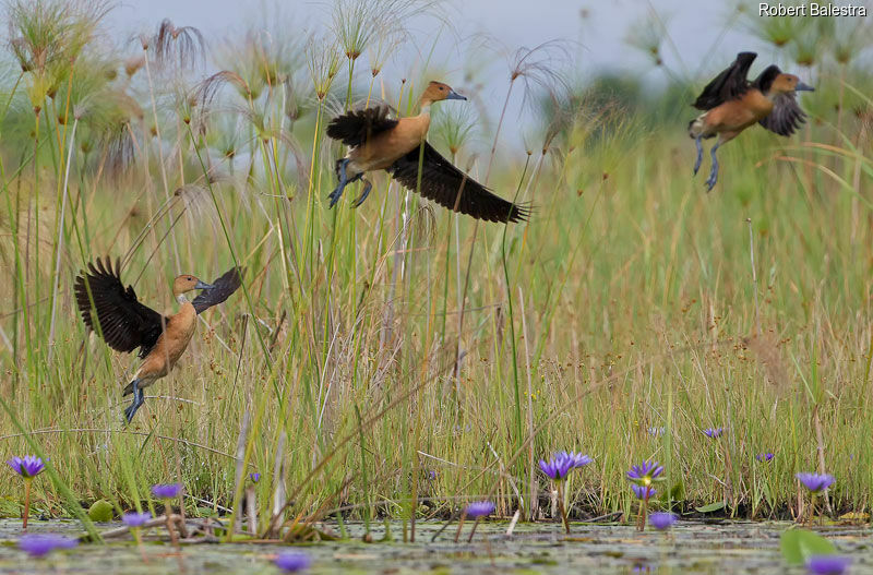 Fulvous Whistling Duck