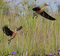 Fulvous Whistling Duck