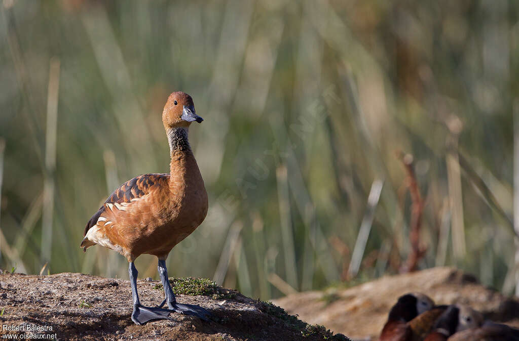 Dendrocygne fauveadulte, identification