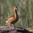 Dendrocygne fauve