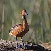 Fulvous Whistling Duck