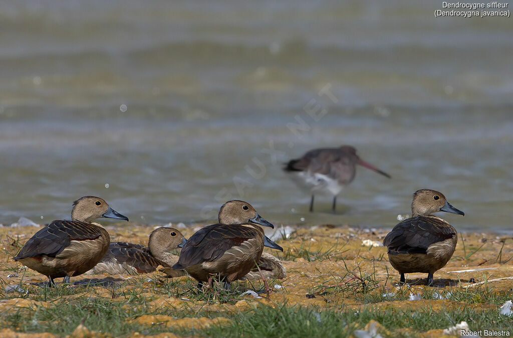 Dendrocygne siffleur