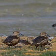 Dendrocygne siffleur