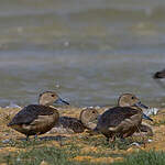 Dendrocygne siffleur