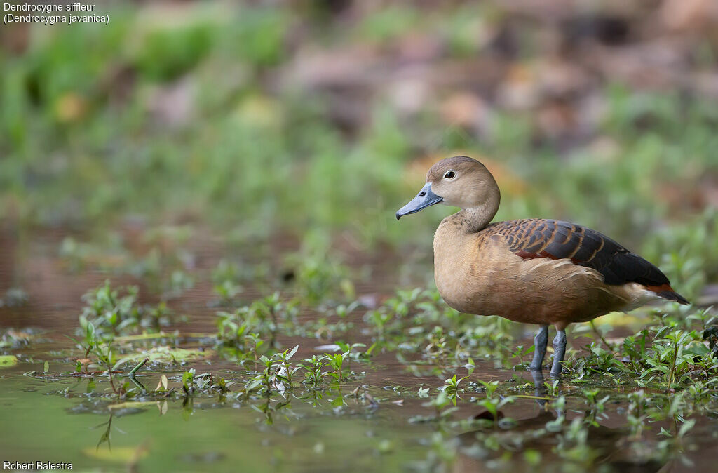 Dendrocygne siffleur