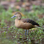 Lesser Whistling Duck