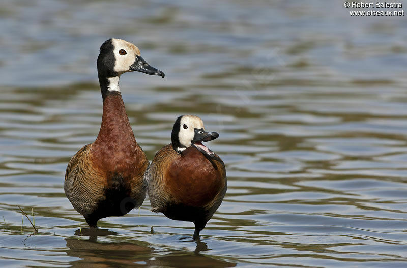 White-faced Whistling Duck