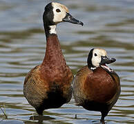 White-faced Whistling Duck