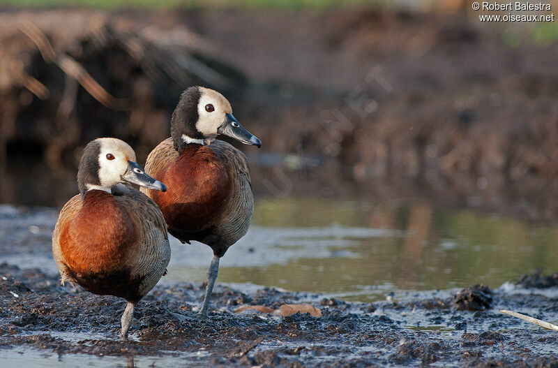 White-faced Whistling Duck