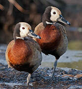 White-faced Whistling Duck