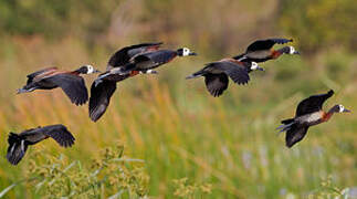 White-faced Whistling Duck