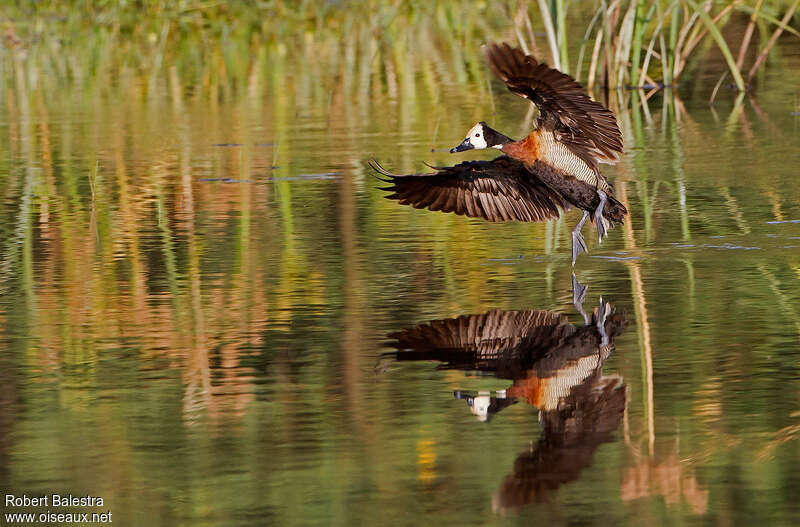 Dendrocygne veufadulte, pigmentation, Vol