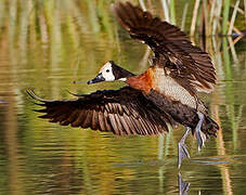 White-faced Whistling Duck