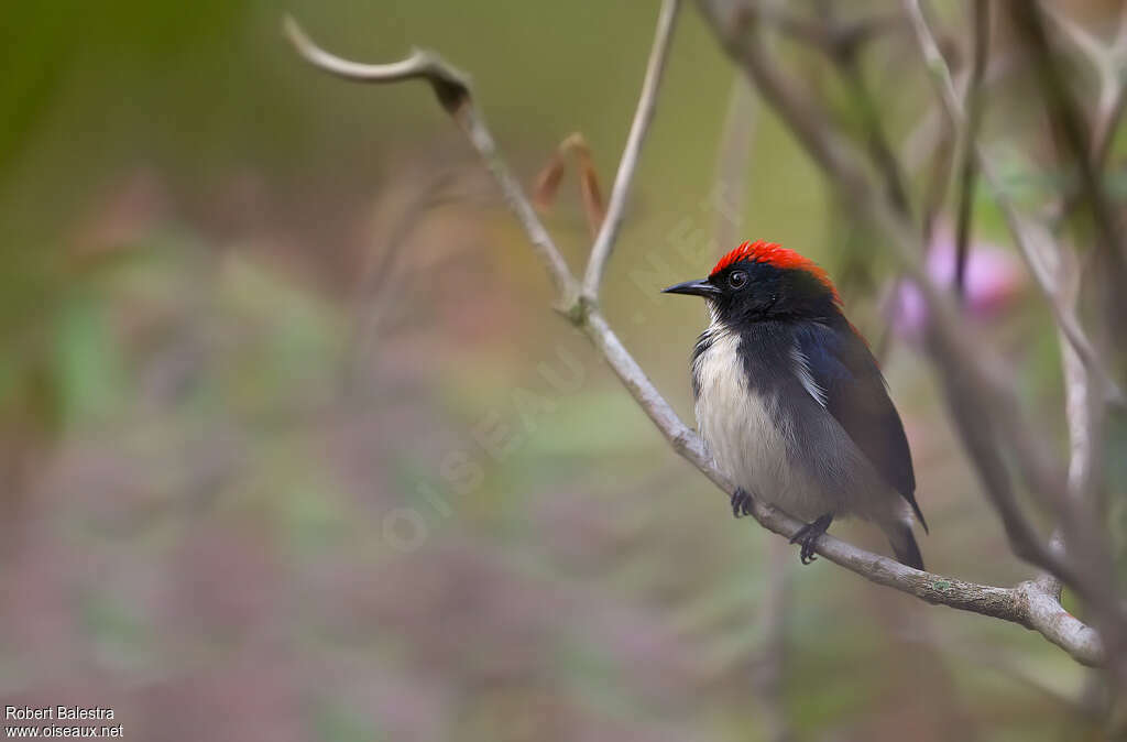 Scarlet-backed Flowerpecker male adult, close-up portrait