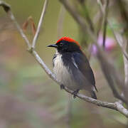 Scarlet-backed Flowerpecker