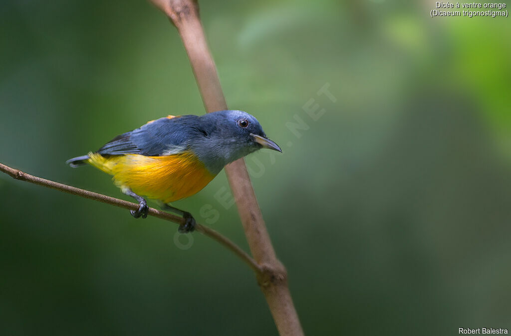 Orange-bellied Flowerpecker