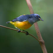 Orange-bellied Flowerpecker