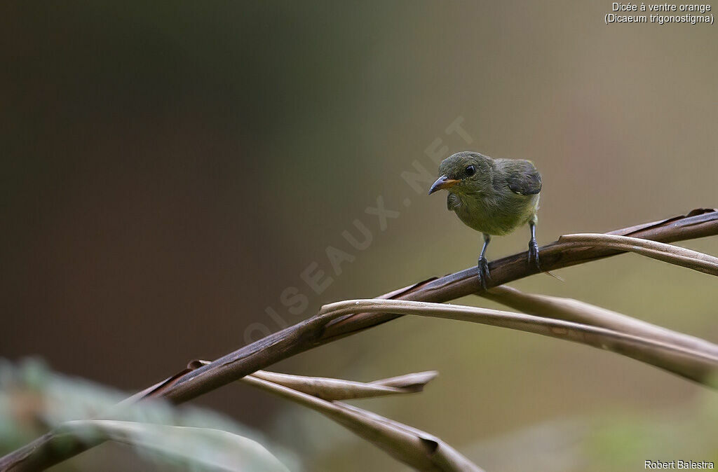 Orange-bellied Flowerpecker female