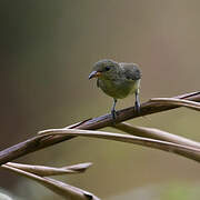 Orange-bellied Flowerpecker