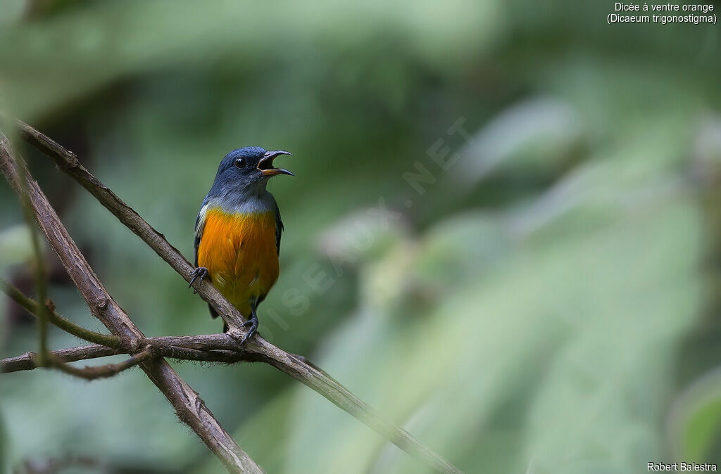 Dicée à ventre orange mâle