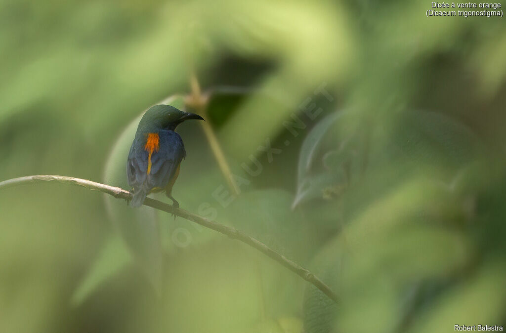 Orange-bellied Flowerpecker male